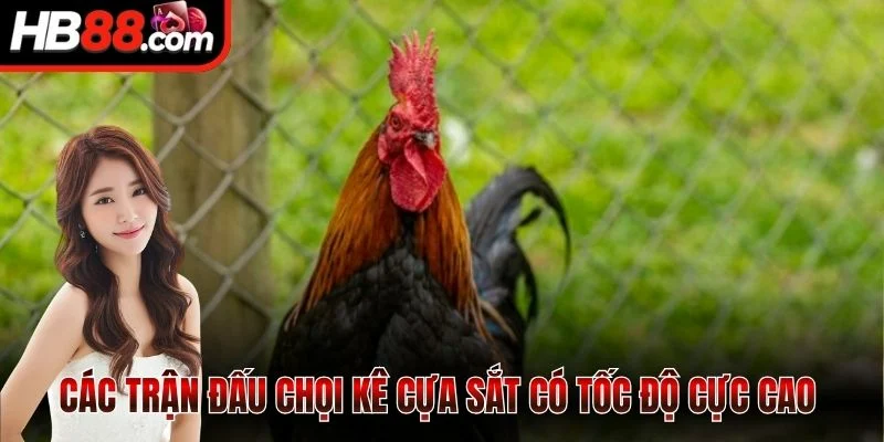 Sảnh Ws168 - Sân Chơi Cá Cược Đỉnh Cao Cho Hội Viên 2 Các trận đấu chọi kê cựa sắt có tốc độ cực cao