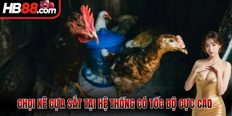 Chọi kê cựa sắt tại hệ thống có tốc độ cực cao 