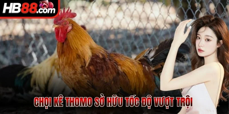 Sảnh ICF - Sân Chơi Đấu Kê Kịch Tính Cực Kỳ Đỉnh Cao 3 Chọi kê Thomo sở hữu tốc độ vượt trội