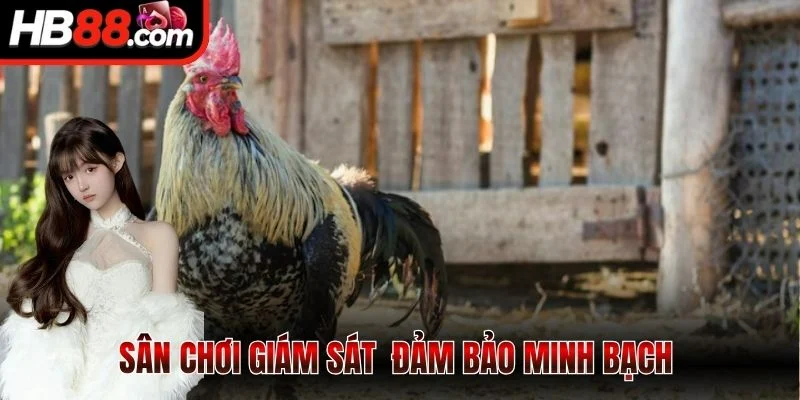 Sảnh ICF - Sân Chơi Đấu Kê Kịch Tính Cực Kỳ Đỉnh Cao 2 Sân chơi giám sát công bằng, chặt chẽ đảm bảo minh bạch