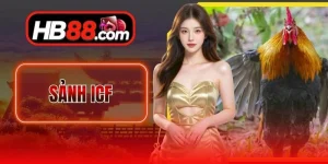 Sảnh ICF - Sân Chơi Đấu Kê Kịch Tính Cực Kỳ Đỉnh Cao