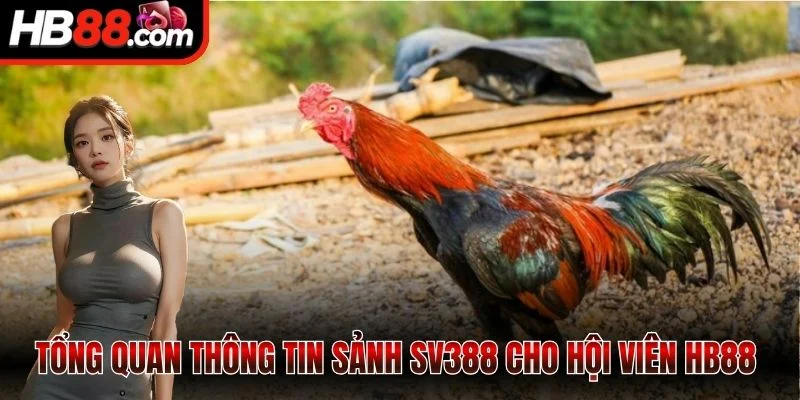 Tổng quan thông tin sảnh SV388 cho hội viên HB88 