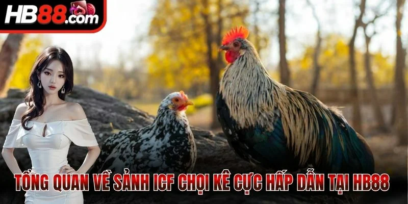 Sảnh ICF - Sân Chơi Đấu Kê Kịch Tính Cực Kỳ Đỉnh Cao 1 Tổng quan về sảnh ICF chọi kê cực hấp dẫn tại HB88